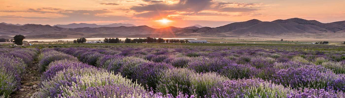 mona-lavender-field-2