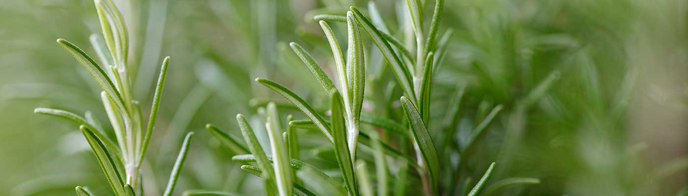 rosemary