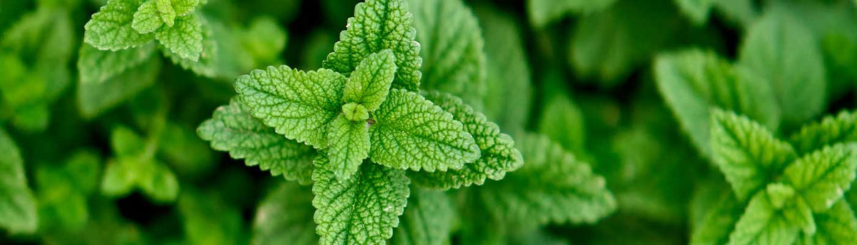 peppermint