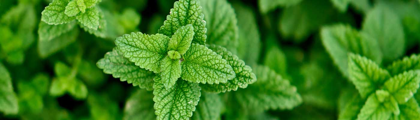 peppermint