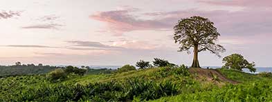 farm-with-tree