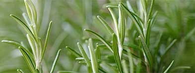rosemary