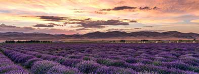 mona-lavender-field