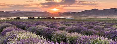 mona-lavender-field-2