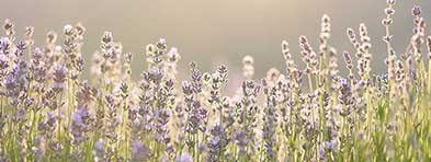 lavender
