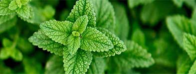 peppermint