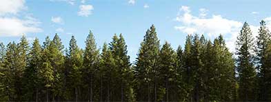 pine-trees