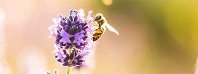 lavender-close-up