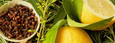 lime-botanical