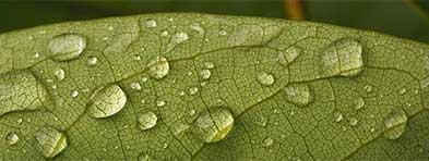 leaf-up-close